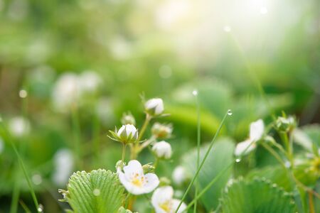 wild strawberry flower bushes in morning dew drops, bokeh on a green background with flowers, abstract background image. close-up of a blooming strawberry fieldの写真素材