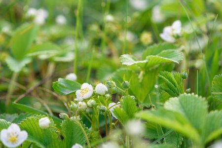 strawberry flowers in drops of morning dew, bokeh on a green background with flowers, abstract background image. close-up of a blooming strawberry fieldの写真素材