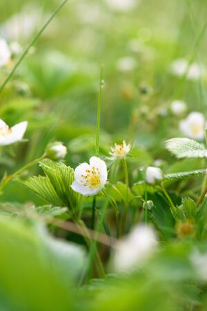 wild strawberry flower bushes in morning dew drops, bokeh on a green background with flowers, abstract background image. close-up of a blooming strawberry field. wild blooming flora.の写真素材