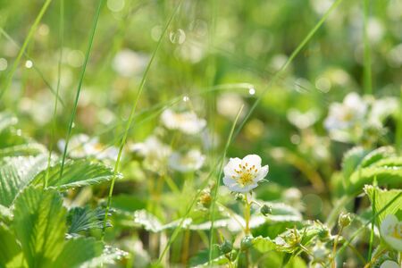 strawberry flowers in drops of morning dew, bokeh on a green background with flowers, abstract background image. close-up of a blooming strawberry fieldの写真素材