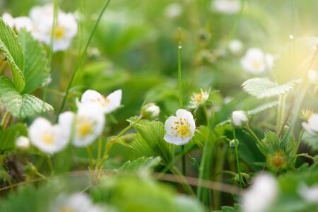 strawberry flowers in drops of morning dew, bokeh on a green background with flowers, abstract background image. close-up of a blooming strawberry fieldの写真素材