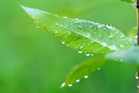 green fresh grass dew drops photo for abstract background. selective focus macro bokeh.の写真素材