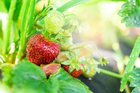 strawberry bushes with ripe red berries in the garden of a home farm. strawberry on the black agrotextile. the sun shining in the corner of the photo. space for text. selective focus.の写真素材