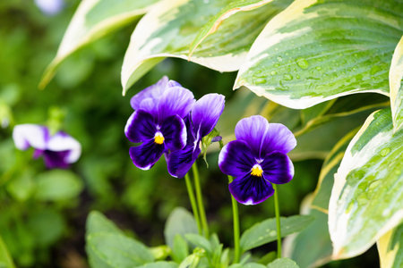 pansies purple flower single on a green background, isolate . close - up of a flower, space for...