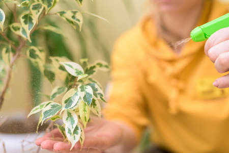 home care for houseplants, spray home flowers with a spray gun. a woman in a yellow sweater washes and cares for plants.の写真素材