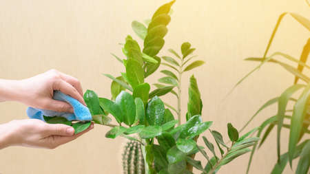 home care for houseplants, spray home flowers with a spray gun. a woman in a yellow sweater washes and cares for plants.の写真素材