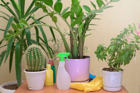 home care for houseplants, spray home flowers with a spray gun. fertilizers for flowers in bottlesの写真素材