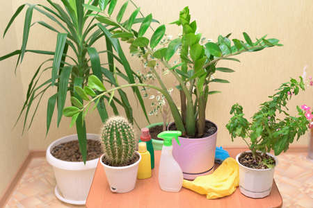 home care for houseplants, spray home flowers with a spray gun. fertilizers for flowers in bottlesの写真素材
