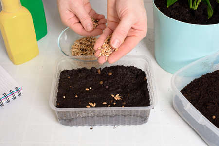 plant and sow seeds in planters for germination at home. step-by-step process of planting seeds.の写真素材