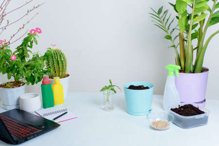 the process of planting a houseplant by a woman in a pot for germination at home.の写真素材