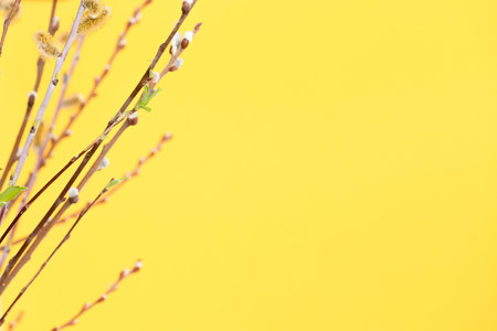 willow branches with inflorescences and green leaves on a yellow background, a spring composition for the Easter holiday.の写真素材