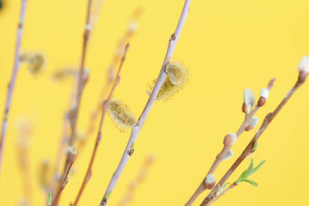 willow branches with inflorescences and green leaves on a yellow background, a spring composition for the Easter holiday.の写真素材