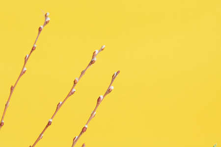 willow branches with inflorescences and green leaves on a yellow background, a spring composition for the Easter holiday.の写真素材