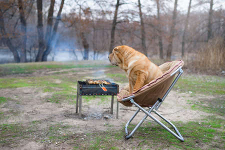 the dog sharpey is sitting on a chair in nature, next to the barbecue, looking at the camera. portrait of dogs close-up, red happy dog with ownersの写真素材