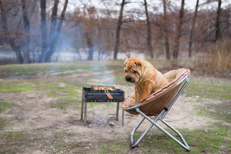 the dog sharpey is sitting on a chair in nature, next to the barbecue, looking at the camera. portrait of dogs close-up, red happy dog with ownersの写真素材