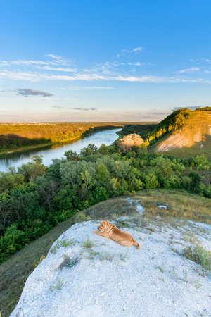 a sharpey dog on the background of a mountain river landscape. the dog walks with the owner at sunset. sharpei,の写真素材