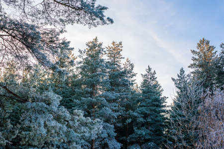 panorama view of the winter forest of pine and spruce in the snow on the branches. landscape.の写真素材