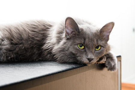 a gray furry cat with green eyes lies on a table on a light background a place for the text petの写真素材