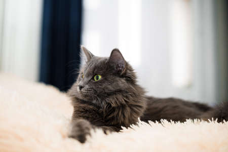 a gray furry cat with green eyes lies on the bed on a peach bedspread on a light background a place for the text petの写真素材