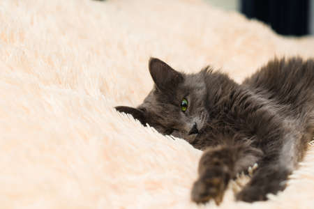 a gray furry cat with green eyes lies on the bed on a peach bedspread on a light background a place for the text petの写真素材