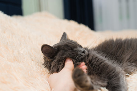 a gray furry cat with green eyes lies on the bed on a peach bedspread on a light background a place for the text petの写真素材