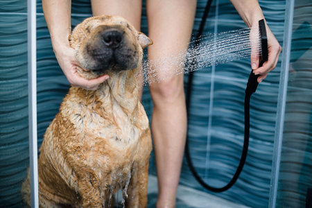 sharpes bathing in the shower. a clean wet dog with a mistress, taking care of a pet. home care . red sharpeyの写真素材