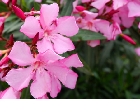 Beautiful small pink flowers on a bush