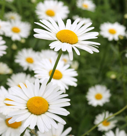beautiful spring and summer flowers in the fieldの写真素材