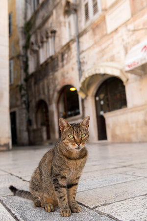 A cat sits on the floor, looks at the camera.の写真素材