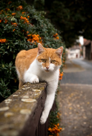Cat lies on a garden fence and looks at the camera.の写真素材