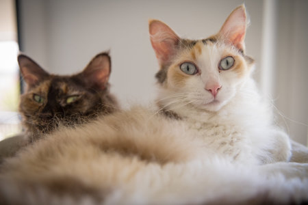 Two LaPerm cats lie in the scratching post and look into the camera.