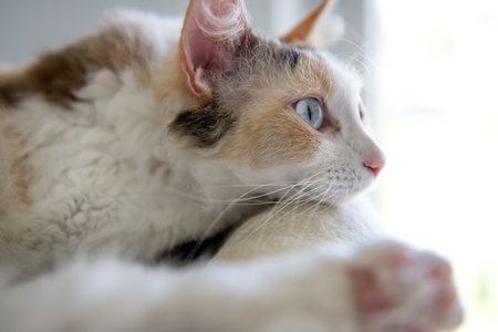 Close up of a LaPerm cat from the side.の写真素材