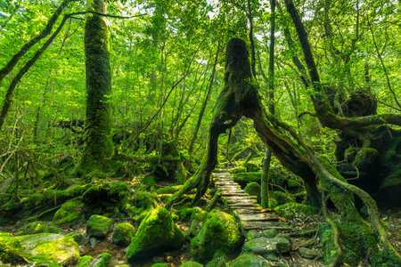Forest path under a cedar tree on Kagoshima Island, Japanの写真素材