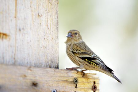 Female Gold Finchの写真素材