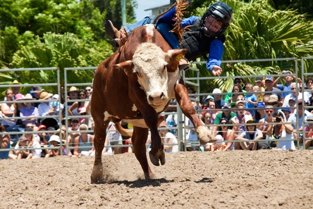 GOLD COAST, AUSTRALIA - JANUARY 26, 2011: Unidentified brave little boy rides bull on January 26,2011 in Gold Coast, Queensland, Australia. The rodeo show was part of Australia Day celebration.のeditorial素材