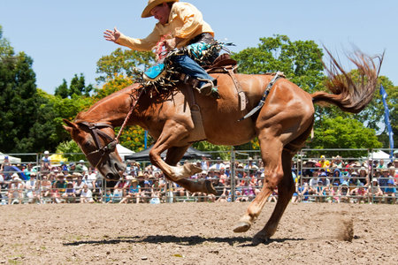 GOLD COAST, AUSTRALIA - JANUARY 26, 2011: Unidentified cowboy rides wild horse on January 26,2011 in...