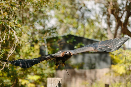 Eagle in flight at Currumbin Wildlife Park, Qld, Australia