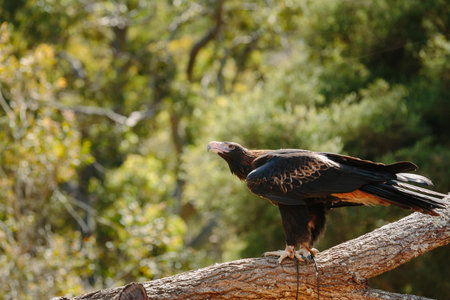 Animals  at Currumbin Wildlife Park, Qld, Australia