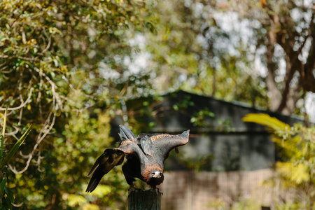 Eagle in flight at Currumbin Wildlife Park, Qld, Australia