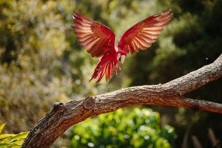 Parrot in flight at Currumbin Wildlife Park, Qld, Australiaの写真素材