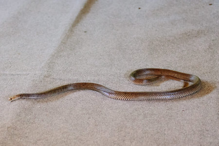 Eastern brown snake at snake show (Gold Coast, Bundall, QLD, Australia)の写真素材