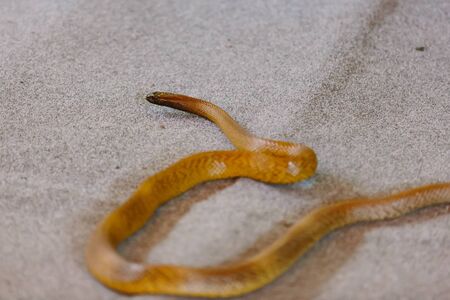 Inland taipan at snake show (Gold Coast, Bundall, QLD, Australia)の写真素材