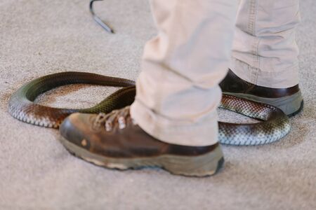 Stay still close to venomous snake (Gold Coast, Bundall, QLD, Australia)の写真素材