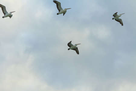 Pelicans in flight (Gold Coast, Burleigh Heads, QLD, Australia)の写真素材