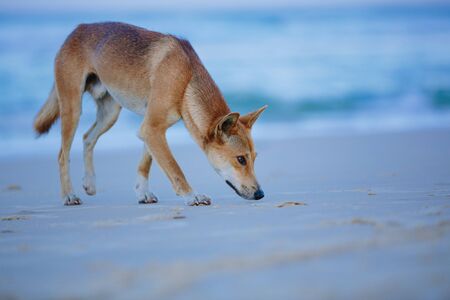 Dingo on the beach in Great Sandy National Park, Fraser Island Waddy Point, QLD, Australiaの写真素材