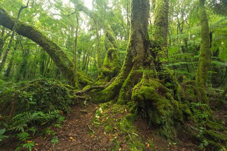 Walk in Australian rainforest on Toolona Circuit, Lamington National Park, QLD, Australiaの写真素材