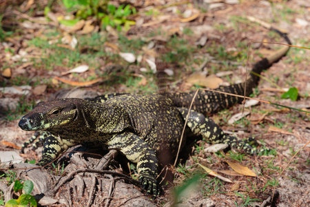 Goanna around the beach in Bribie Island,Brisbane,QLD,Australia