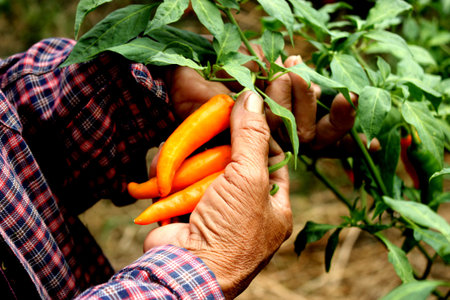 Yellow chili harvesting in the farm