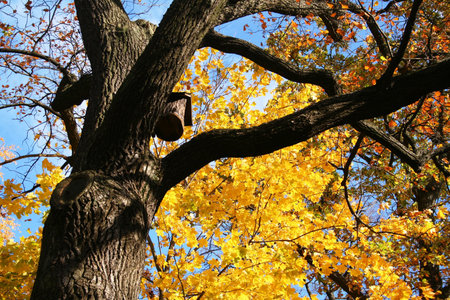 Autumn in Russia. Nestling box is on the golden maple