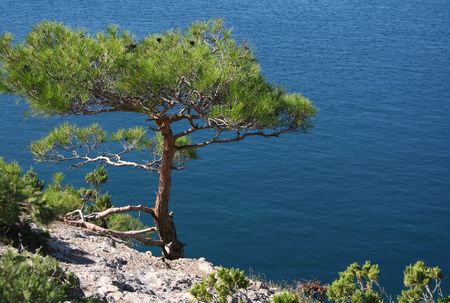 Ukraine. Crimea peninsula. The Black Sea. Pine tree next to the azure seaの写真素材